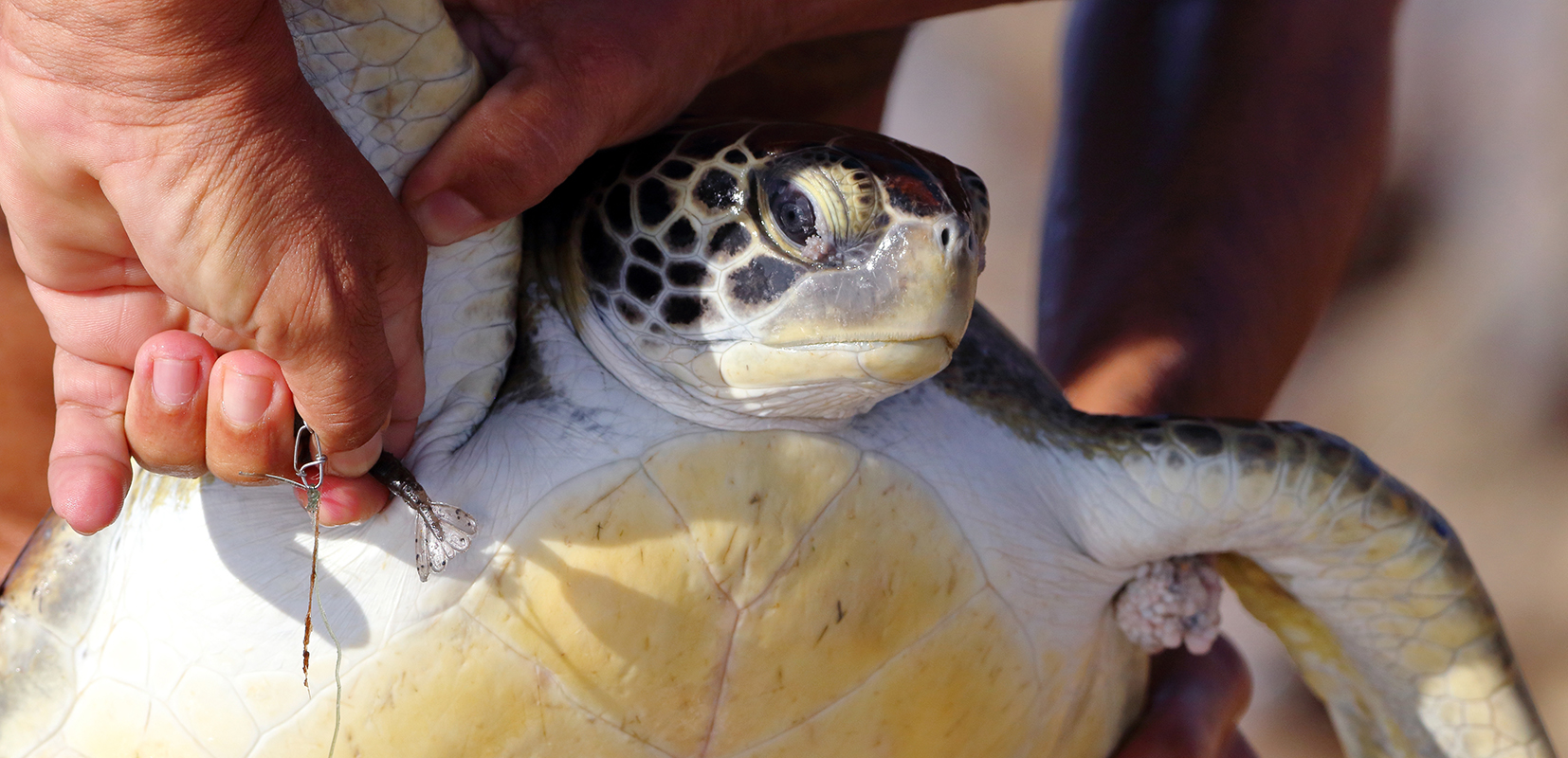 Tortuga marina víctima anzuelo