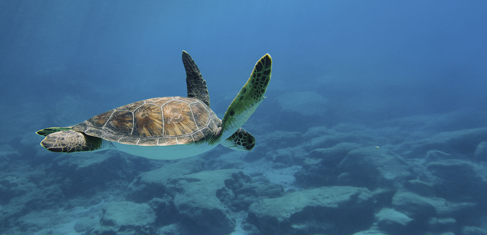 Tortuga navegando por el Mediterráneo