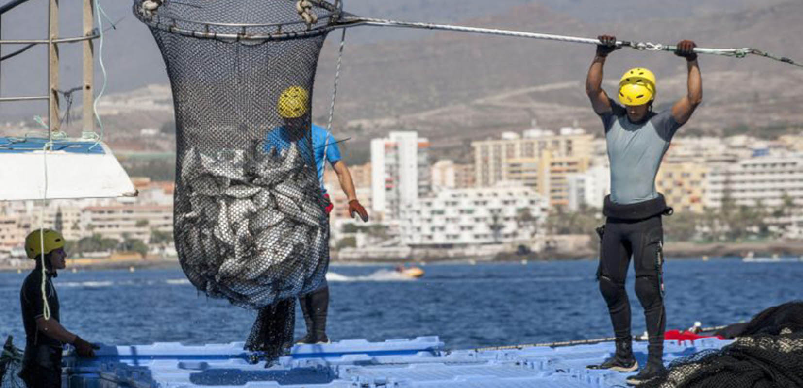 Recolección de pescado por empresa acuícola