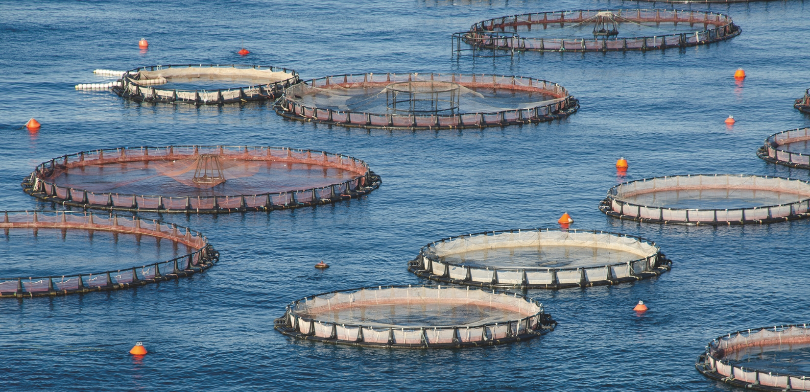 descenso de la salinidad de las aguas en las rías, afectando a los bancos de marisqueo