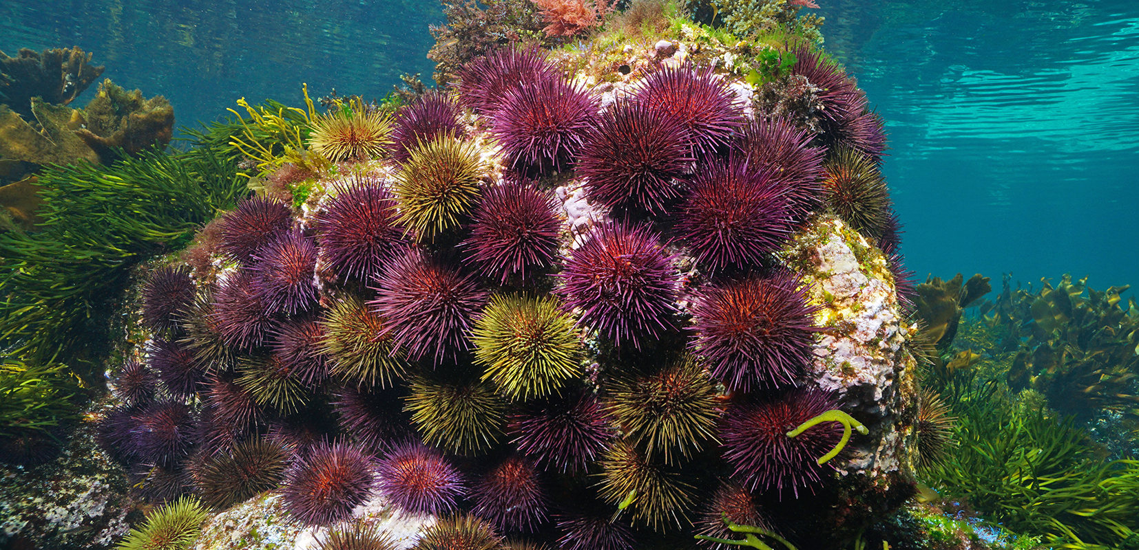 Erizos de mar. Imagen subacuática