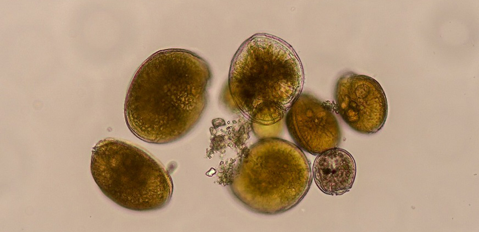 gambierdiscus-australes