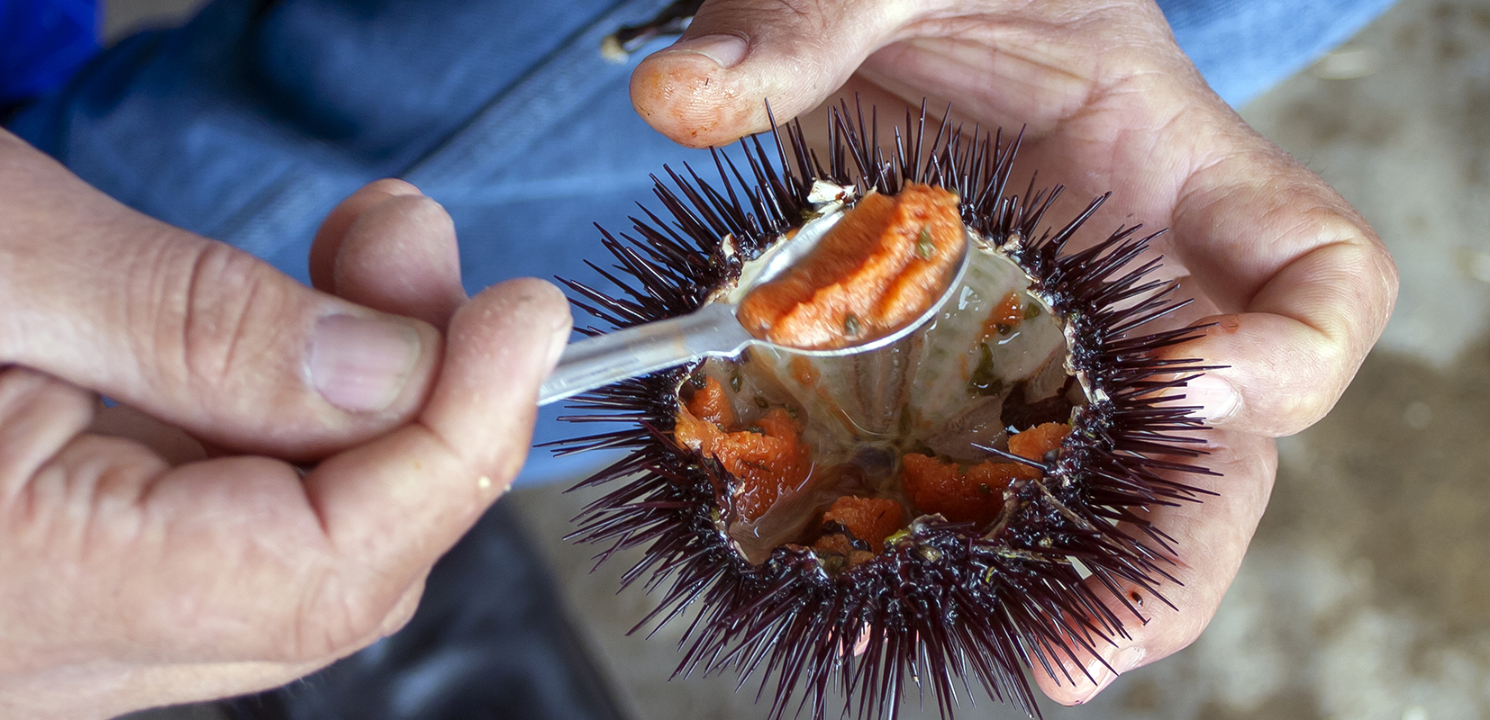 persona comiendo un erizo de mar