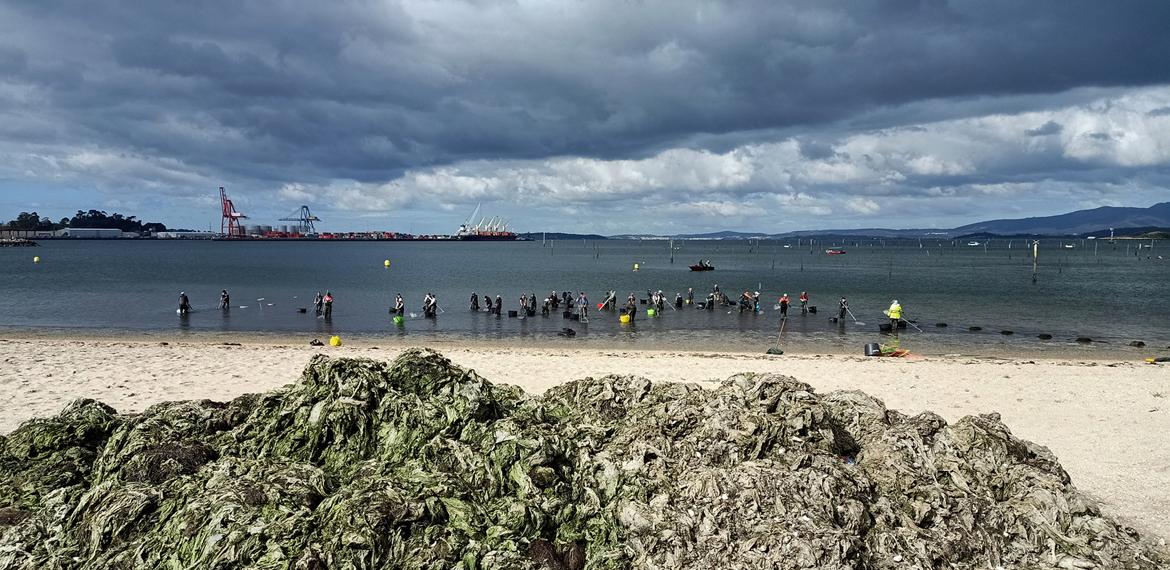 Mariscadoras faenando en las rias bajas.                                                                 Autora: Pilar Pérez