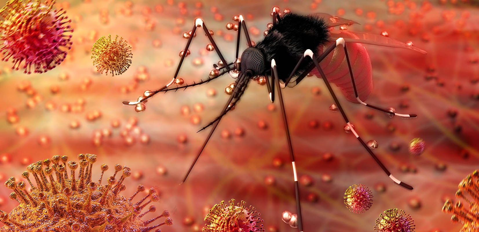 Ilustración de un mosquito con células sanguineas