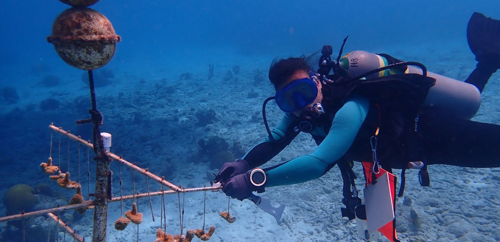 9 Acropora palmata viviendo su mejor juventud antes de volver al arrecife de Paula Alós Lluesma