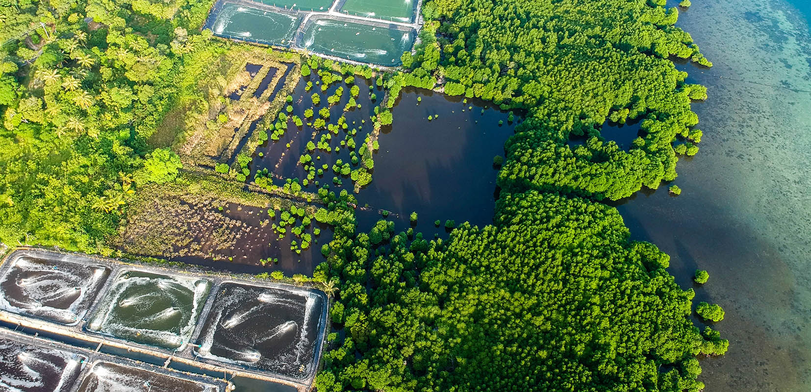 manglar camaronero en Tailandia ejemplo de economía circular en acuicultura