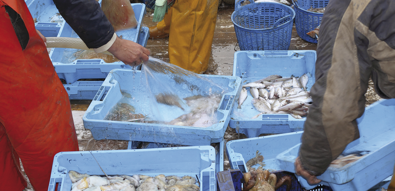 Trabajadores con cajas de pescados